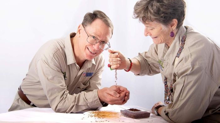 Australia Kini Kembangkan Sawah Padi Liar