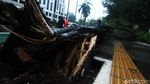 Diterpa Hujan Angin, Sebuah Pohon di Senayan Tumbang
