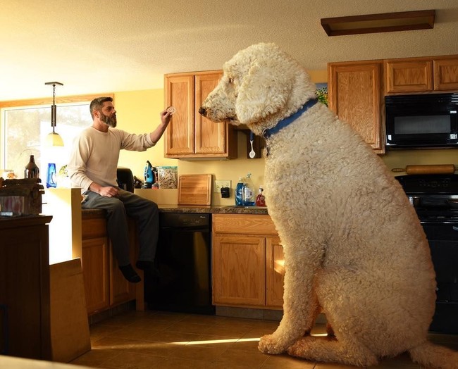 Banyak netizen yang mengidolakan Juji karena foto-foto lucunya. Juji pun menjadi selebgram anjing di Instagram. Christopher pun membuka jasa mengedit foto binatang peliharaan. Foto: Dok. Instagram @christophercline