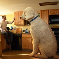 Banyak netizen yang mengidolakan Juji karena foto-foto lucunya. Juji pun menjadi selebgram anjing di Instagram. Christopher pun membuka jasa mengedit foto binatang peliharaan. Foto: Dok. Instagram @christophercline