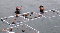 Penanaman terumbu karang tranplantasi dilakukan di area rumah apung. Istimewa/Kementerian Kelautan dan Perikanan.