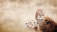 Tapi kini, pemerintah Tanzania sudah melarang hal tersebut demi menjaga habitat singa. Caranya dengan membuat area konservasi, sehingga singa-singa dilindungi dari perburuan (iStock)