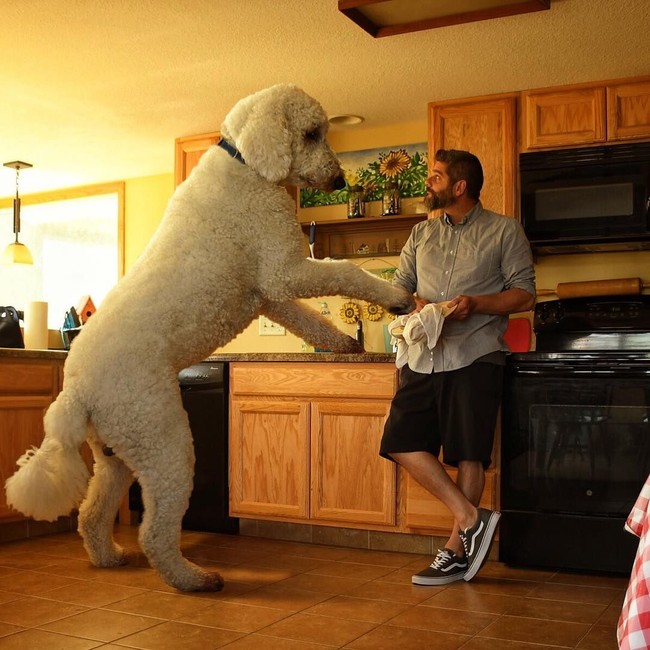 Christoper dan Juji juga membuat video bersama. Pada video itu, Christopher bercerita bahwa Juji awalnya memiliki ukuran normal, tapi semakin membesar hingga berukuran raksasa. Foto: Dok. Instagram @christophercline
