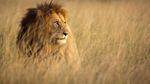 Foto: Suku Terkuat di Afrika, Berburu Singa