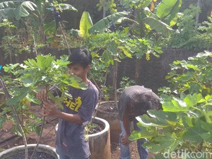 Tanam Buah Surga di Belakang Rumah, Milenial Ini Raup Puluhan Juta