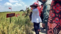 Megawati melakukan panen raya padi MSP yang merupakan hasil persilangan bibit pac lokal temuan peneliti Surono Danua Di Desa Majakerta, Kecamatan Balongan, Indramayu, Jawa Barat, Kamis (4/4/2019). Pool/PDIP.