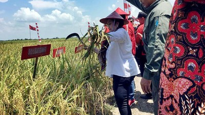 Megawati Panen Raya di Indramayu