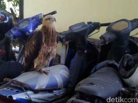 Elang Brontok Yang Kakinya Putus Diduga Peliharaan Ilegal