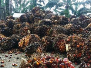 Jutaan Pekerja Industri Sawit Terancam Kebijakan Uni Eropa