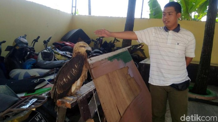 Elang Brontok Yang Kakinya Putus Diduga Peliharaan Ilegal