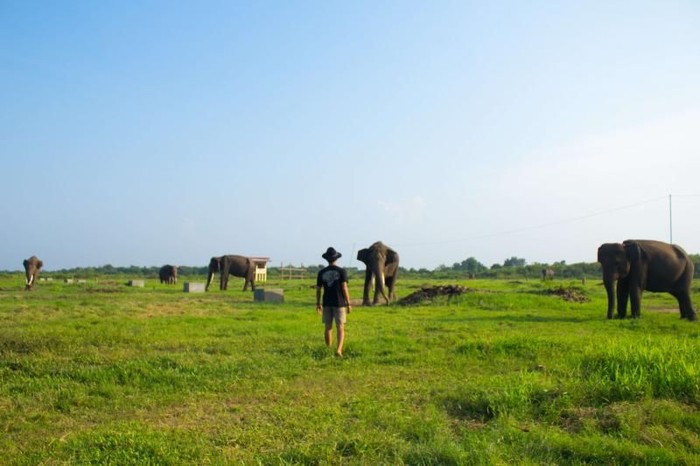 gajah