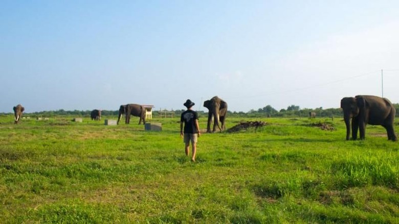 gajah
