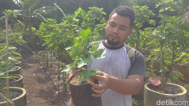 Tanam Buah Surga Di Belakang Rumah Milenial Ini Raup