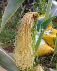 Kreatif Rambut  Jagung  Ini Ditata Cantik Seperti Rambut  