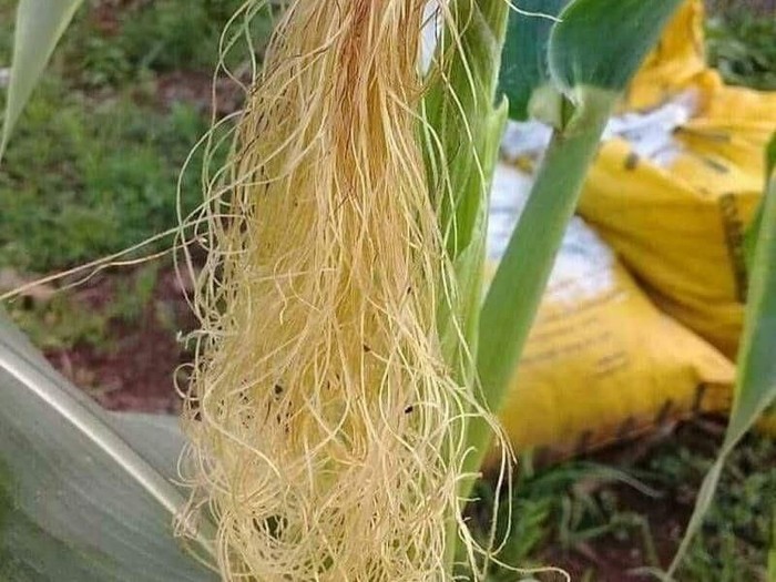 rambut jagung