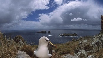Menurut ilmuwan , ada jutaan populasi burung di sana. (Foto: istimewa/oceanicwideexpeditions)