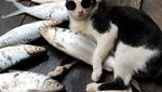 Bikin Gemas! Pose Kucing Saat Berjualan di Pasar Hingga Memeluk Ikan