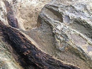 Para Ahli Pertanyakan Temuan Makam Terbesar Dinosaurus