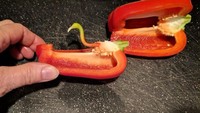 Sedang potong paprika, netizen yang satu ini temukan bagian dalam paprikanya yang mirip seperti burung cantik Flamingo. Lengkap dengan gradasi warnanya yang keren. Foto: Istimewa