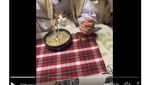 Bikin Gemas! Pose Kucing Saat Berjualan di Pasar Hingga Memeluk Ikan