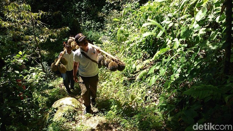 Berpetualang Sambil Nikmati Durian Langsung dari Pohon, Ada Kok di Trenggalek Berpetualang Sambil Nikmati Durian Langsung dari Pohon, Ada Kok di Trenggalek
