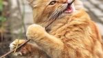 Lucunya Henry, Si Kucing Mirip Singa yang Doyan Makan