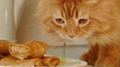 Lucunya Henry, Si Kucing Mirip Singa yang Doyan Makan