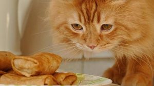 Lucunya Henry, Si Kucing Mirip Singa yang Doyan Makan