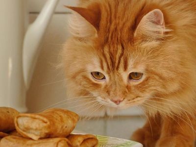 Lucunya Henry, Si Kucing Mirip Singa yang Doyan Makan