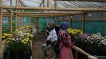 Foto: Seperti Ini Taman Bunga Instagramble di Wonosobo