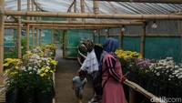 Wonoland menyuguhkan wisata edukasi dengan berbagai jenis bunga dan satwa. Sedikitnya, ada 30 jenis bunga dengan berbagai warna. Misalnya, bunga krisan, matahari, kertas dan jenis bunga lainnya. (Uje Hartono/detikcom)