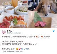 Asyik! Restoran BBQ Ini Perbolehkan Pengunjung Makan Bareng Anjing Peliharaan