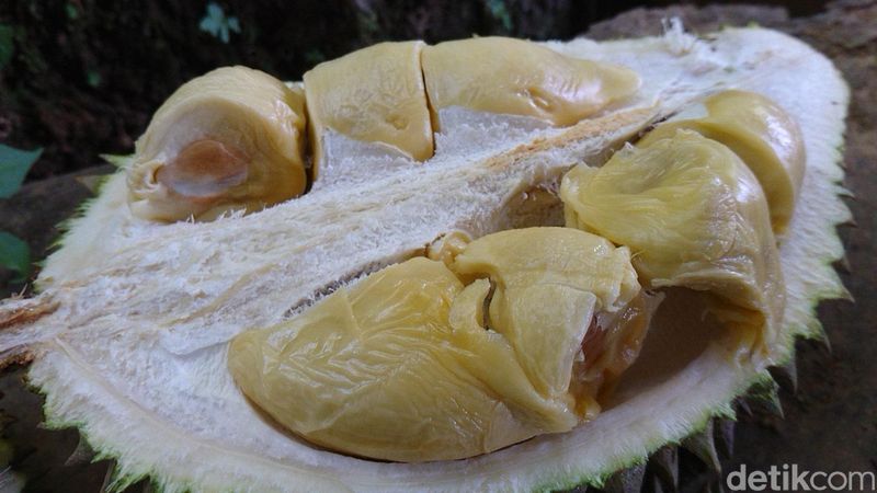 Destinasi wisata International Durio Forestry (IDF) di Trenggalek siap menyuguhkan sensasi berbeda pada pencinta buah durian. Selain bisa menikmati durian yang masak di pohon, pengunjung juga bisa sekaligus merasakan sensasi berpetualang di alam.