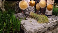 Bergaya menjadi wanita petani, Titik berpose di dekat sawah dengan setumpuk padi yang baru saja dipanen. Semuanya kelihatan cantik ya? Foto: instagram @titikritawati