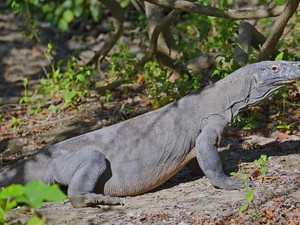 Pulau Komodo Ditutup Tahun 2020, Apa Kata Media Internasional?