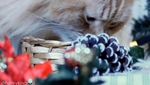 Lucunya Henry, Si Kucing Mirip Singa yang Doyan Makan