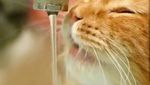 Lucunya Henry, Si Kucing Mirip Singa yang Doyan Makan