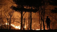 Sejauh ini area seluas 385 hektare dilaporkan hangus dilalap api. Foto: Yonhap via REUTERS