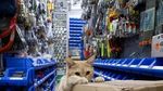 Bikin Gemas! Pose Kucing Saat Berjualan di Pasar Hingga Memeluk Ikan
