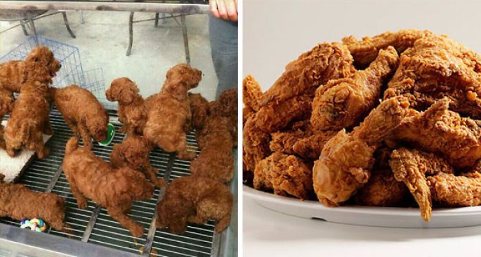 Anjing Seperti Ayam Goreng Hingga Telur Bentuk Siput Ini 10 Foto