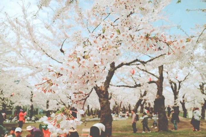 Ilustrasi bunga sakura
