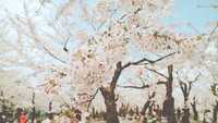 Bunga Sakura Mekar, Harga Kamar Hotel Jepang Tertinggi dalam 30 Tahun