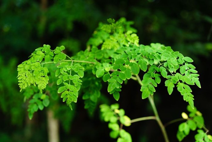 Foto: iStock Foto: iStock