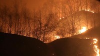 Kebakaran hutan yang melanda Korsel sejak Kamis (4/4) malam waktu setempat ini dilaporkan menewaskan dua orang. Sedikitnya 11 orang lainnya dirawat karena luka-luka. Foto: Yonhap via REUTERS