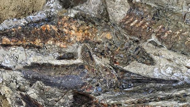 'Temuan Abad Ini' Ungkap Kejadian Saat Dinosaurus Punah?