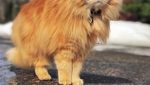 Lucunya Henry, Si Kucing Mirip Singa yang Doyan Makan