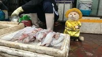 Dog adalah kucing milik Le Quoc Phong. Aksi mereka menyedot perhatian karena Dog melakukan banyak hal unik. Salah satunya berjualan ikan di pasar. Foto: Istimewa