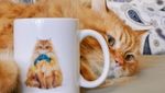 Lucunya Henry, Si Kucing Mirip Singa yang Doyan Makan