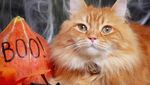 Lucunya Henry, Si Kucing Mirip Singa yang Doyan Makan