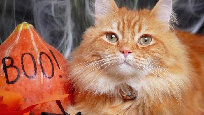 Foto: instagram @henrykingcat